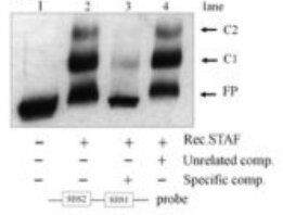EMSA gel with unlabelled probe competition for STAF/ZNF143 binding