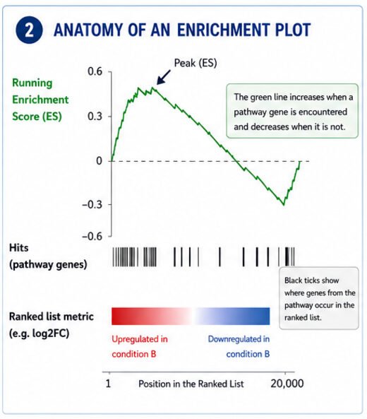 Anatomy of a GSEA enrichment plot: running enrichment score, gene hits, and ranked list metric
