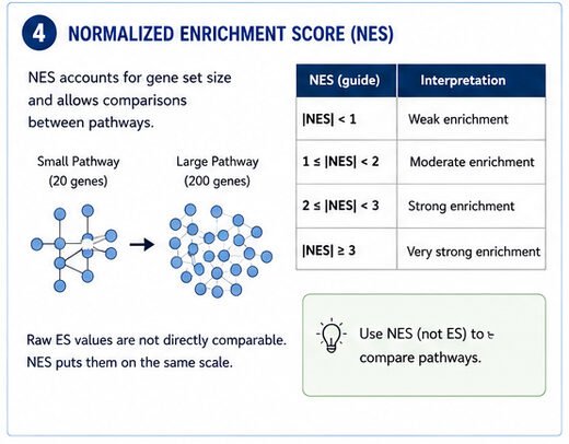 Normalized enrichment score (NES) interpretation table comparing small and large pathways
